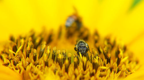 Close-up of bee pollinating on yellow flower