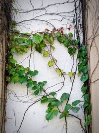 Close-up of ivy on tree