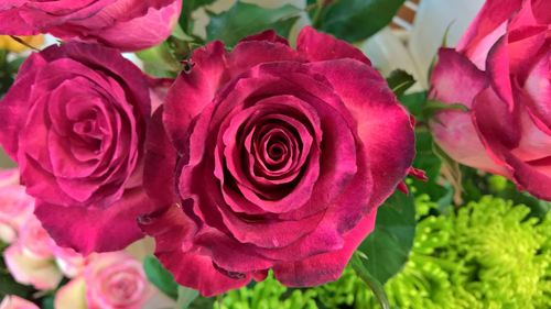 Close-up of pink rose