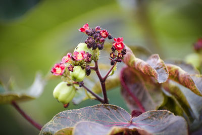 Close-up of insect on red flowering plant