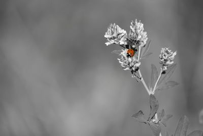 Close-up of insect on flower