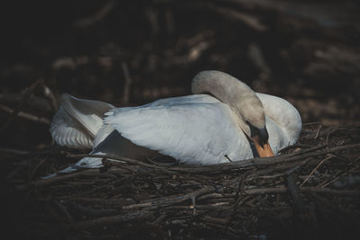 Close-up of bird in nest