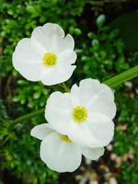 Close-up of white flowering plant