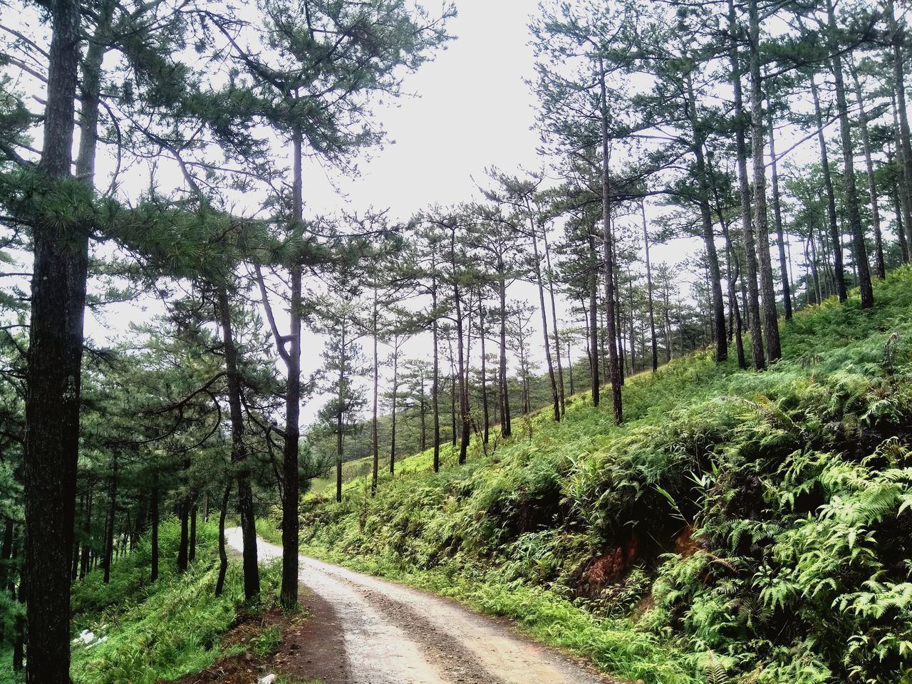 TREES BY ROAD IN FOREST