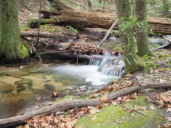 Stream flowing through rocks in forest