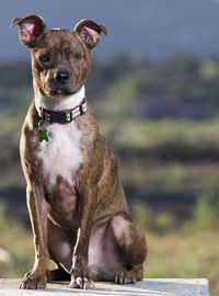 Close-up of dog