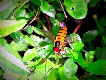 Close-up of insect on leaf