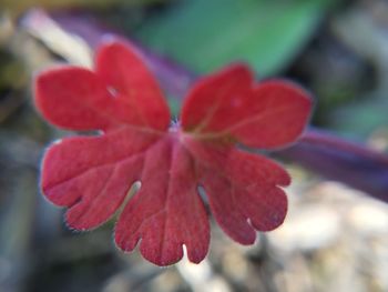 Close-up of red flower