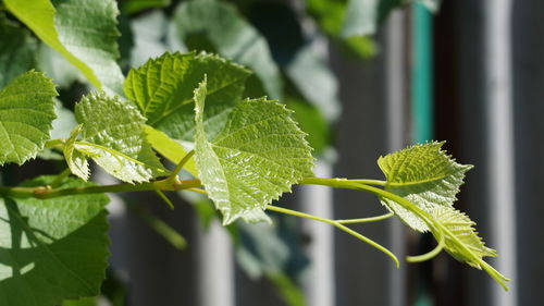 Close-up of green leaves
