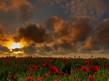 Red poppies on field against sky during sunset