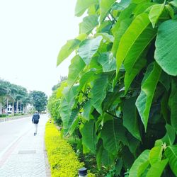 Rear view of man walking on road