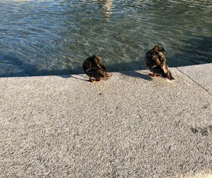 High angle view of dogs on lake