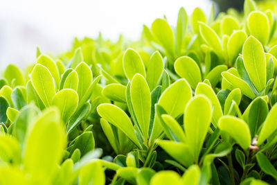 Close-up of fresh green plant