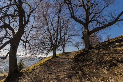 Bare trees on field against sky