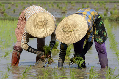 People working in rice paddy