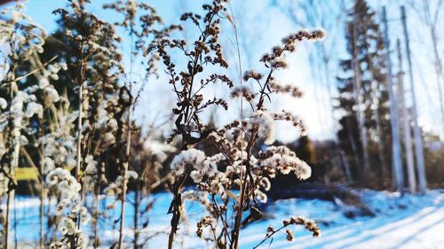 Close-up of frozen flowering plant during winter