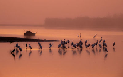 Flock of birds in the water