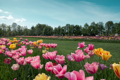 Tulips growing on field against blue sky