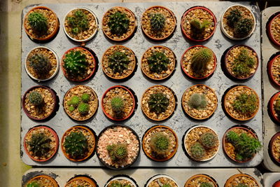 Full frame shot of potted plants