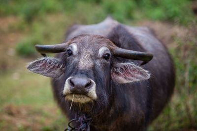 Close-up portrait of water buffalo