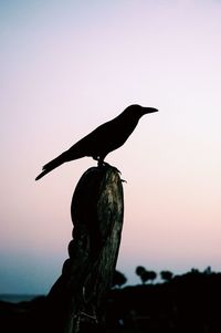 Silhouette crow on rock against sky