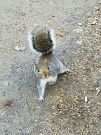 squirrel