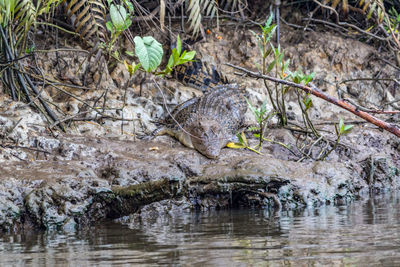 Close-up of bird eating in water