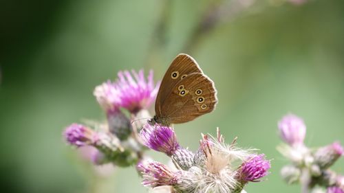 Close-up of butterfly pollinating on purple flower