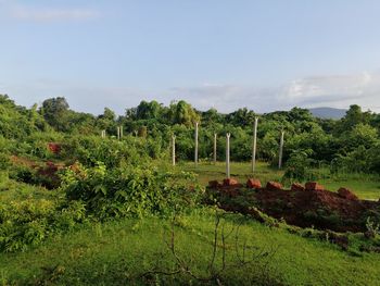 Scenic view of agricultural field against sky