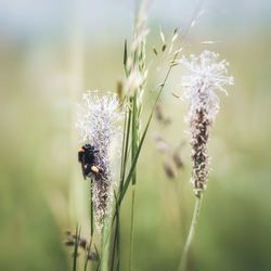 Close-up of insect on flower