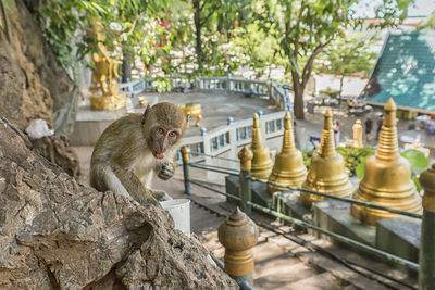 Monkey sitting in a row