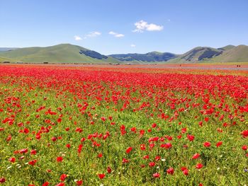 Red poppies on field against sky