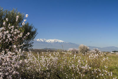 Plants growing on land against sky