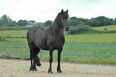 Horse standing on field