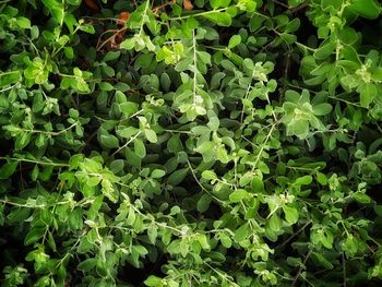 Full frame shot of fresh green leaves on field