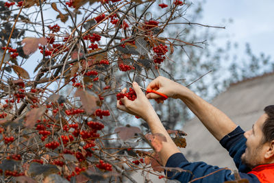 Red autumn viburnum in hands. picking red viburnum in autumn