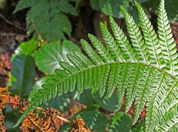 Close-up of fern leaves on tree