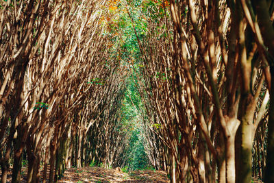 Close-up of bamboo trees in forest