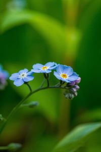 Close-up of purple flowering plant
