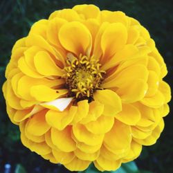 Close-up of yellow flowering plant