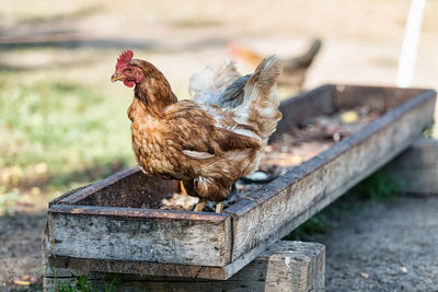 Close-up of hen