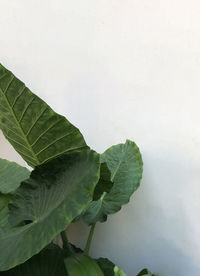 Close-up of fresh green leaves on white plant