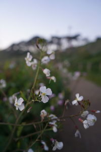 Close-up of cherry blossoms on field against sky