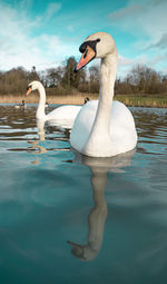 Swan swimming in lake