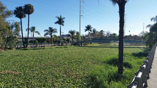 Trees growing on grassy field