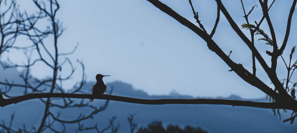 Low angle view of bird perching on bare tree against sky