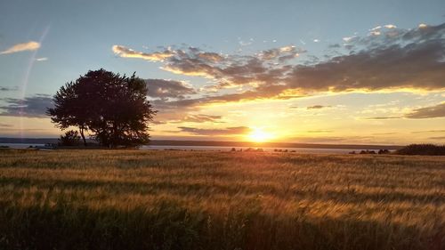 Scenic view of field against sky during sunset