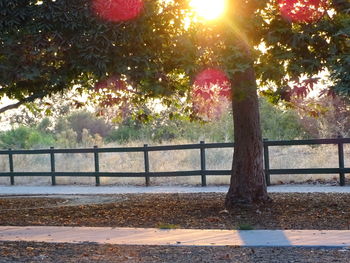 View of trees by railing