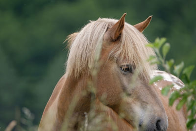 Close-up of a horse