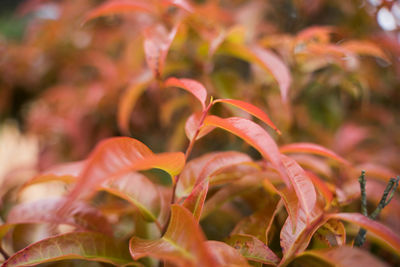 Close-up of red flowering plant